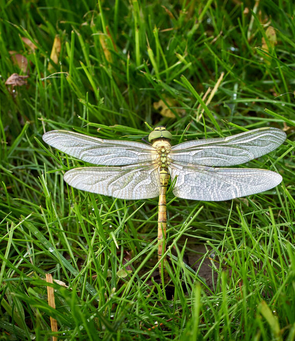 Libelle im Gras
